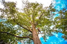 Best Arborist Consultation Services  in White Oak, MD