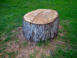 Best Tree Preservation Services  in White Oak, MD