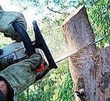 Best Storm Damage Tree Cleanup  in White Oak, MD
