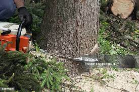Best Seasonal Cleanup (Spring/Fall)  in White Oak, MD