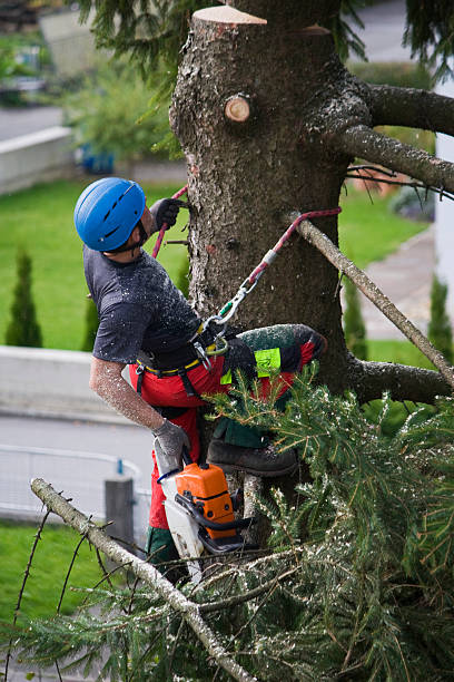 White Oak, MD Tree Removal Company