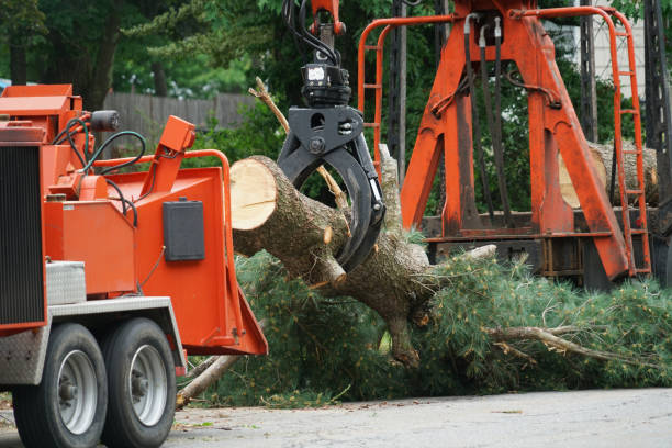 Best Leaf Removal  in White Oak, MD