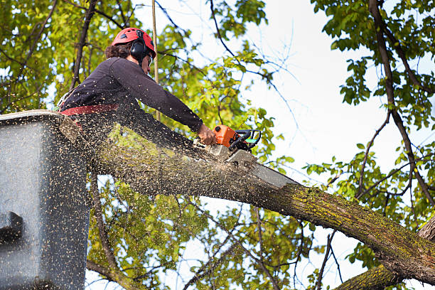 Best Grass Overseeding  in White Oak, MD