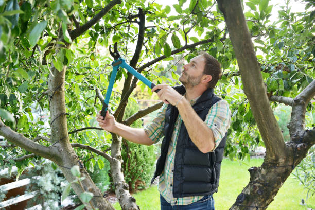Best Tree and Shrub Care  in White Oak, MD